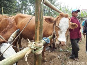 Jatim Butuh 7,2 Juta Dosis Vaksin Atasi Kasus PMK