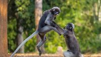 Deretan Finalis Foto Komedi Hewan Bikin Terpingkal