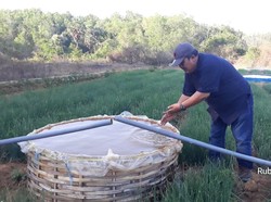 Jaga Pasokan, Kementan Perluas Tanam Bawang Merah pada Musim Hujan