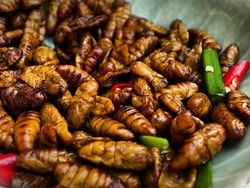 10 Makanan Ini Dianggap Menjijikkan Tapi Digemari Banyak Orang