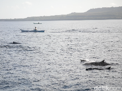 Disapa Lumba-lumba Wakatobi