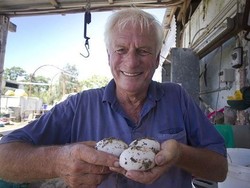 Guntur, Petir dan Hujan, Cuaca yang Sempurna untuk Buaya Kawin