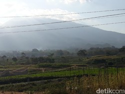 Anehnya, Macan di Lereng Lawu Hanya Bunuh Ternak Tapi Tak Memakannya