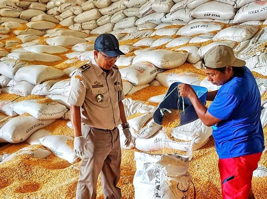 Pasokan Jagung Dalam Negeri Melimpah, Kok Harga Pakan Tetap Mahal? Pasokan Jagung Dalam Negeri Melimpah, Kok Harga Pakan Tetap Mahal?