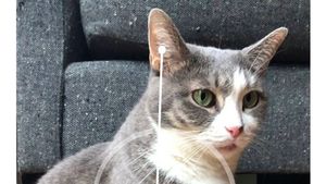 Seru-seruan di iOS 12: Ukur Kucing, Pamer Memoji