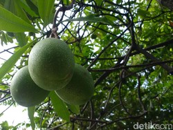 Ini Bahaya Pohon Bintaro yang Tumbuh di Kantor Ridwan Kamil