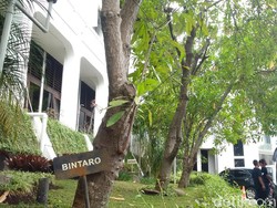Awas! Ada Pohon Beracun di Kantor Ridwan Kamil