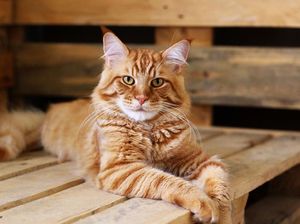 5 Ras Kucing yang Cocok Dipelihara Anak