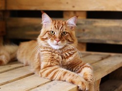 5 Ras Kucing yang Cocok Dipelihara Anak