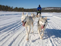 Siberian Husky Mati, Dokter Hewan di Tangsel Digugat Rp 1,5 M