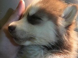 Siberian Husky Mati, Dokter Hewan di Tangsel Lolos Gugatan Rp 1,5 M