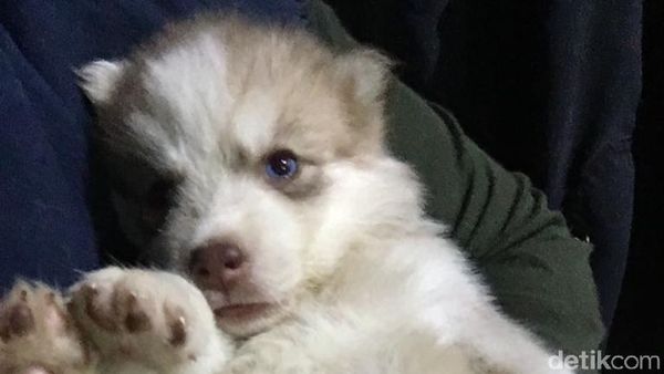 Lucunya Siberian Husky Sebelum Mati Berujung Gugatan ke Dokter