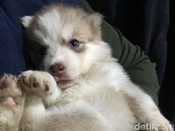 Lucunya Siberian Husky Sebelum Mati Berujung Gugatan ke Dokter