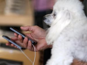 Awas! Gadget Bisa Bikin Hewan Peliharaan Cemburu dan Depresi