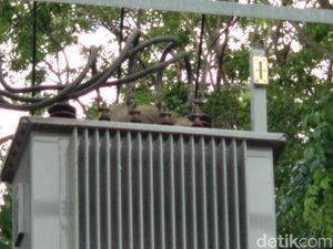 Seekor Kera Padamkan Listrik di 2 Kecamatan Probolinggo Seekor Kera Padamkan Listrik di 2 Kecamatan Probolinggo