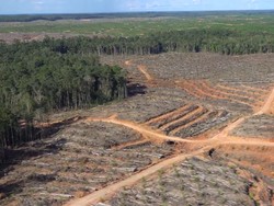 Polemik Investigasi Perusahaan Korsel Dituding Bakar Hutan Papua