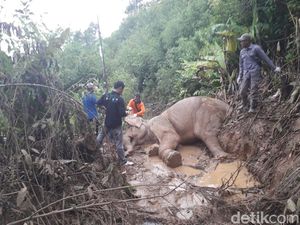 Gajah Amirah yang Kena Jebakan Jerat di Aceh Mati Gajah Amirah yang Kena Jebakan Jerat di Aceh Mati