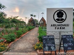 Asyik! Makan Burger Tempe dan Kawista Tea di Perkebunan Modern