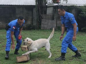 BNN Cari 74 CPNS untuk Jadi Pawang Anjing, Berminat? BNN Cari 74 CPNS untuk Jadi Pawang Anjing, Berminat?