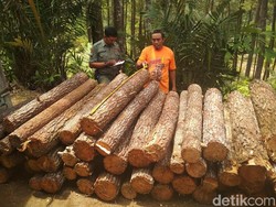Investasi Asing Diperlonggar, Produksi Kayu Lapis Bisa Naik