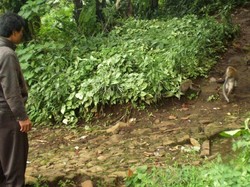 Kekurangan Makanan, Kawanan Monyet Masuk Pemukiman di Brebes