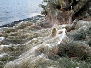 Kota di Yunani Diserbu Laba-laba yang Rentangkan Jaringnya 300 Meter Kota di Yunani Diserbu Laba-laba yang Rentangkan Jaringnya 300 Meter