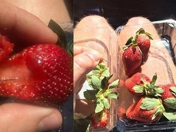 Penemuan Jarum Dalam Stroberi Menyebar ke Australia Utara