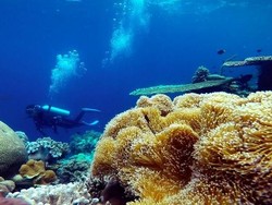 Selain Dekompresi, Ini Kemungkinan Lain Penyebab Kematian Penyelam Basarnas