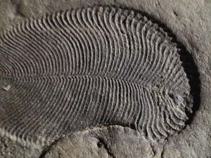 Laboratorium Australia Pastikan Temuan Fosil Hewan Pertama di Dunia