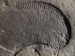 Laboratorium Australia Pastikan Temuan Fosil Hewan Pertama di Dunia