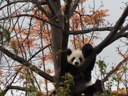 Panda di Kebun Binatang Adelaide Disuguhi Video Porno