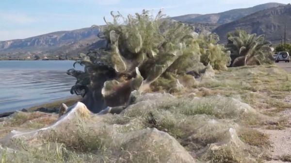 Potret Kota di Yunani yang Diselimuti Jaring Laba-laba 300 Meter