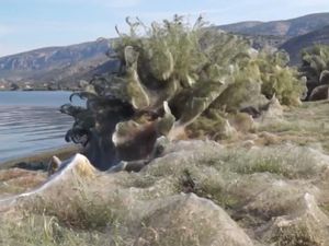 Potret Kota di Yunani yang Diselimuti Jaring Laba-laba 300 Meter