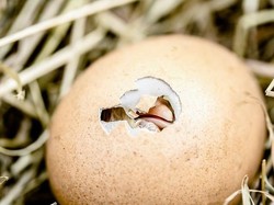 Ditinggal 3 Minggu di Jendela, Telur Ini Menetaskan Anak Ayam!