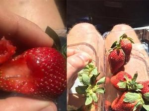 Woolworths Tarik Jarum Jahit dari Tokonya