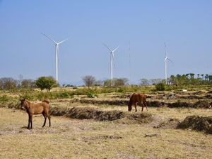 Kebun Angin Raksasa di Jeneponto Pakai 97% Tenaga Lokal