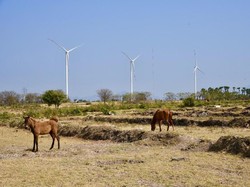 Kebun Angin Raksasa di Jeneponto Pakai 97% Tenaga Lokal
