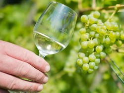 Petani Buah Anggur Jerman akan Panen Raya Tahun 2018