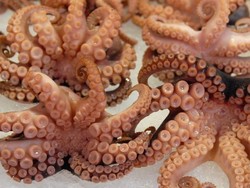 Peneliti AS: Gurita yang Diberi Ekstasi Menjadi Lebih Sosial