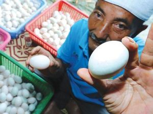 Wow! Pria Ini Raup Rp 43 Juta per Bulan dari Jualan Telur Bebek