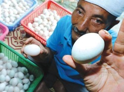 Wow! Pria Ini Raup Rp 43 Juta per Bulan dari Jualan Telur Bebek