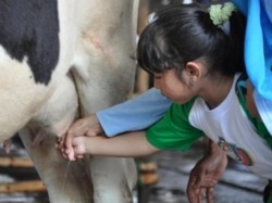 Yuk, Wisata Perah Susu Sapi di Bogor
