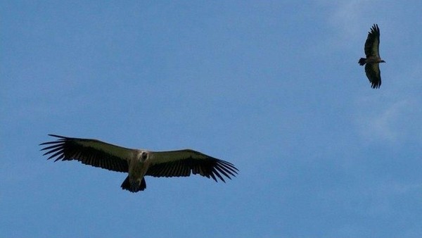 Perjuangan Menyelamatkan Burung Nasar Afrika