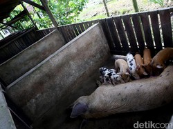 Ancaman Flu Babi Afrika Bikin Peternak Rugi di Kala Pandemi