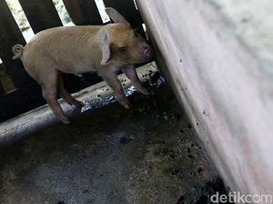 Puluhan Babi Mati di Tapanuli Utara Sumut, Ini Penyebabnya