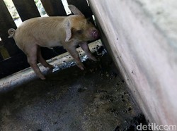 Puluhan Babi Mati di Tapanuli Utara Sumut, Ini Penyebabnya