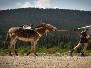 Keledai Kabur 5 Tahun Lalu, Ternyata Kini Hidup Liar-Bahagia Bersama ...