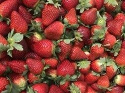 Temuan Jarum Jahit di Stroberi Australia di Selandia Baru