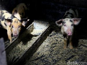 Virus G4 Disebut Bisa Picu Pandemi Baru, Sudah Ada Populasi yang Terpapar