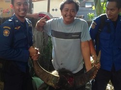 Kerbau Mengamuk Rusak Motor dan Mobil di Makassar